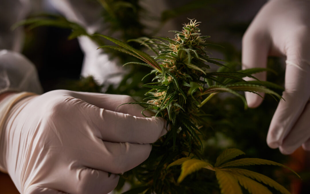 Cannabis 2025: Oportunidades, Tendencias y Crecimiento