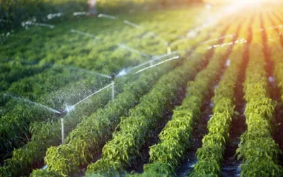 El cáñamo: la moda que ahorra agua