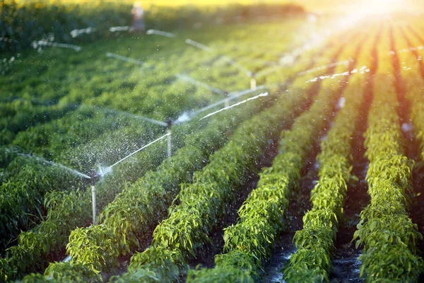 El cáñamo: la moda que ahorra agua